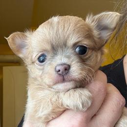 Lila - Red and white female Chihuahua puppy in Brooklyn, Connecticut from Ladybug Chihuahuas