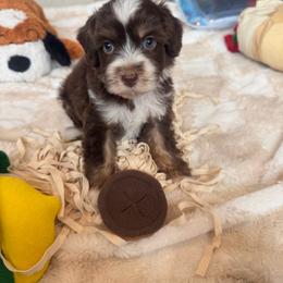 Windsor - Chocolate female Australian Labradoodle puppy in Nashville, Tennessee from SF Australian Labradoodles