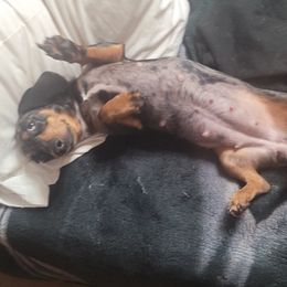 Dachshunds from My Little Heart