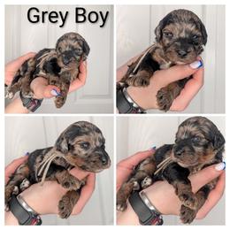 Grey - Silver male Whoodle puppy in Kalispell, Montana from Countryman Whoodles
