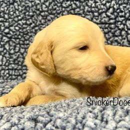 Goldendoodle and Poodle Puppies from SnickerDoodlePups