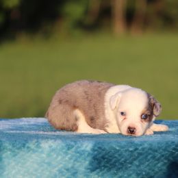 BMM2 - Blue merle male Miniature Australian Shepherd puppy in Ferris, Texas from Vigilante Mini Aussies and Schnauzers
