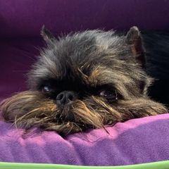 Brussels Griffon Puppies from Genesis Brussels Griffons