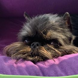 Brussels Griffon Puppies from Genesis Brussels Griffons