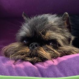 Brussels Griffon Puppies from Genesis Brussels Griffons