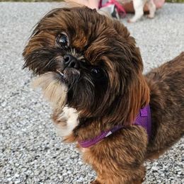 Khaos - Shih Tzu