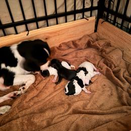 Cavalier King Charles Spaniel puppies from CreekSong Farm Cavaliers