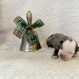 Dancer - Blue merle male Toy Australian Shepherd puppy in Aurora, Missouri from Sweet Peach Puppies