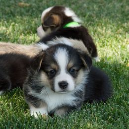 Pembroke Welsh Corgi Puppies from Half Hitch Corgis