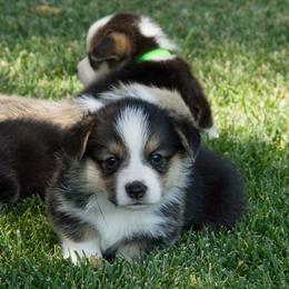 Pembroke Welsh Corgi Puppies from Half Hitch Corgis