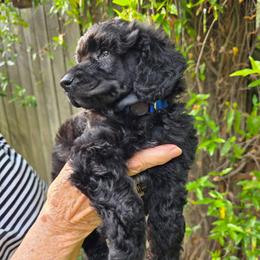 Franz - Black male Poodle puppy in Hartselle, Alabama from Phare Poodles