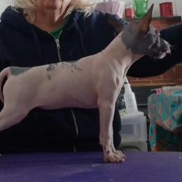 Missy - Black and tan female American Hairless Terrier puppy in Carmi, Illinois from Sundial Farm