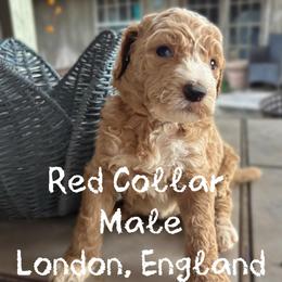 Red Collar - London, England - Phantom male Goldendoodle puppy in Eunice, Louisiana from Maison De Pawz