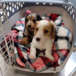 Dachshund puppies from White River Valley Kennel