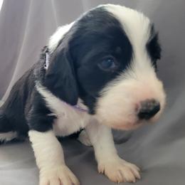 Bruno - Black tri-color male Assorted Doodle Crosses puppy in Blackfoot, Idaho from Lucky Pup Meadows