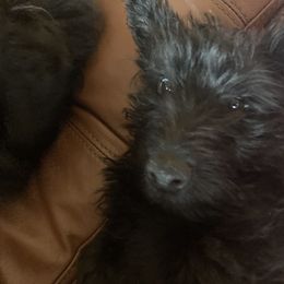 Scottish Terrier Puppies from Carnes Croft Scotties