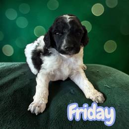 Friday - Parti male Poodle puppy in Port Orange, Florida from Daytona’s Standard Poodles