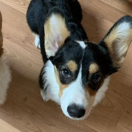American Corgis, Cardigan Welsh Corgis, and Pembroke Welsh Corgis from CorgiAdora