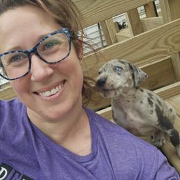 Great Dane Puppies from Phantasm Farms