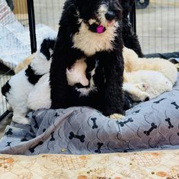 Aussiedoodle and Bernedoodle Puppies from Little Hawcreek Doodles