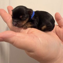 Kovu - Black and tan male Yorkshire Terrier puppy in Georgia from Nalley Kennels