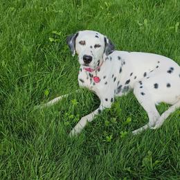 Dalmatian puppies from JSF Dalmatians LLC