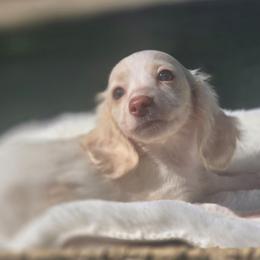 Frito - Piebald male Dachshund puppy in Mcminnville, Tennessee from Red Barn Farms Minis