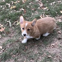 LUNA - AKC - Red female Pembroke Welsh Corgi puppy in Millsap, Texas from BJ's Blessings