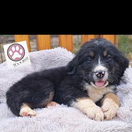 Assorted Doodle Crosses, Bernedoodle, Goldendoodle, and Poodle Puppies from Williams Lake Doodles
