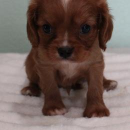 Bo - Ruby male Cavalier King Charles Spaniel puppy in Leonard, Texas from Rising Star Kennels