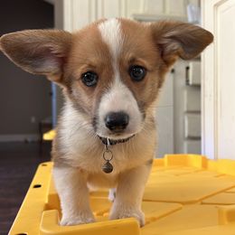 Rusty - Red and white male Cardigan Welsh Corgi puppy in Glen Saint Mary, Florida from Katie's Corgis - VKM Farmstead