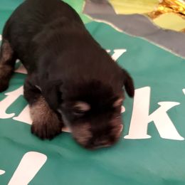 Miniature Schnauzer Puppies from Findell Kennel