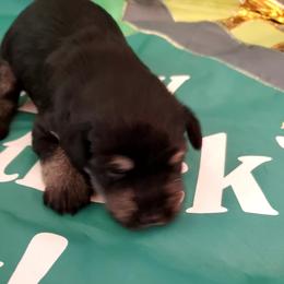 Miniature Schnauzer Puppies from Findell Kennel