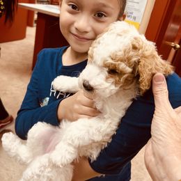 Goldendoodle Puppies from Labradoodleday