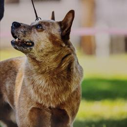 Lunker - Australian Cattle Dog