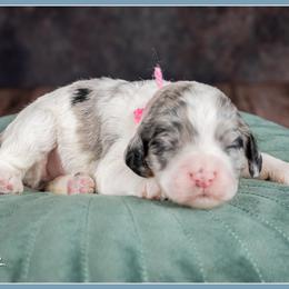 Nala - Merle female Cockapoo puppy in Connersville, Indiana from Deaz Doodle Ranch