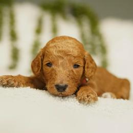 Archie - Red  male Goldendoodle puppy in Spokane, Washington from Puppy Love
