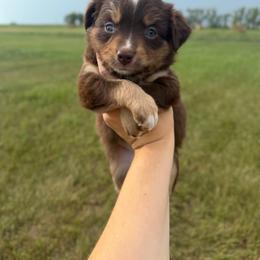 Dandelion - Red tri female Miniature Australian Shepherd puppy in Ellendale, North Dakota from Ark Acres Kennels
