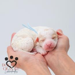 Miss Blue - Parti female Labradoodle puppy in Travelers Rest, South Carolina from Doodles of Love Labradoodles