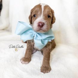 Chai - Caramel male Labradoodle puppy in Clovis, California from Delta Doodless