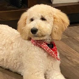 Goldendoodles from Budge Family Goldendoodles