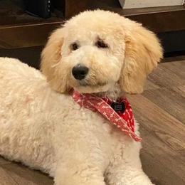 Goldendoodles from Budge Family Goldendoodles