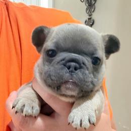 Dale - Blue fawn male French Bulldog puppy in Delhi, Louisiana from 4T Ranch