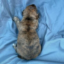 Brindle boy (left) - Brindle male Dachshund puppy in Bakersfield, California from Open Hourglass LLC