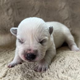Female 4 - Blue female Australian Cattle Dog puppy in Irvington, Kentucky from Dry Valley’s Australian Cattle Dogs