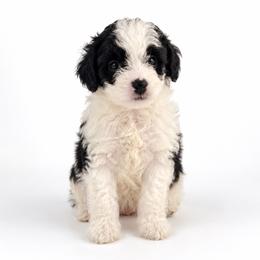 Murphy - Black and white male Aussiedoodle puppy in Louisville, Mississippi from Kristy’s Kennels