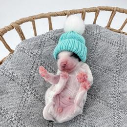 Denim - Parti female Goldendoodle puppy in Jamestown, Kentucky from Milk & Honey Doodles