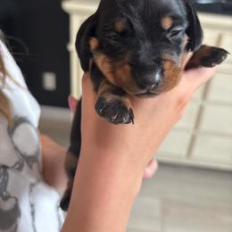 Daisy - Black and tan female Dachshund puppy in Tomball, Texas from Gutierrez House of Doxies