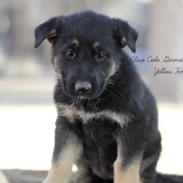 Yellow Female - German Shepherd puppy in Raton, New Mexico from Claro Cielo German Shepherds