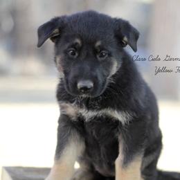 Yellow Female - German Shepherd puppy in Raton, New Mexico from Claro Cielo German Shepherds